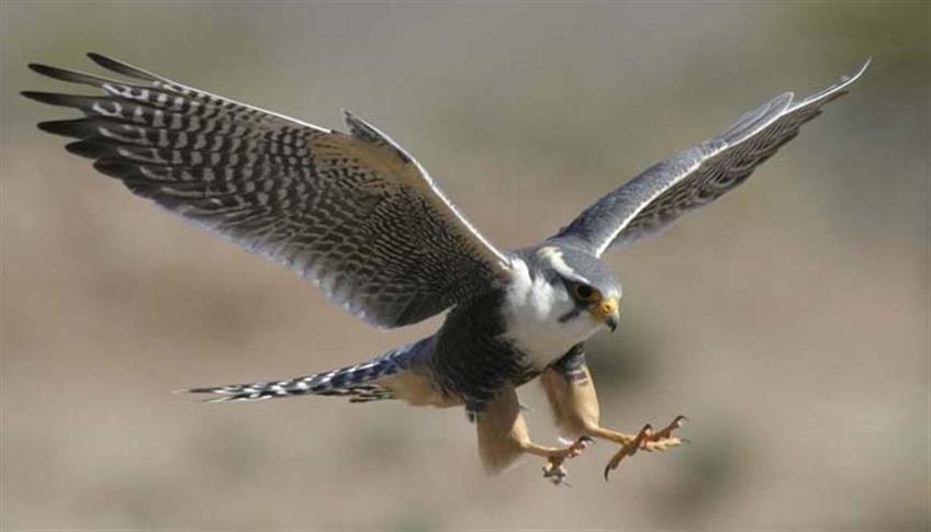 Il Pellegrino, il più fiero e sanguinario dei falchi europei Il Pellegrino, il più fiero e sanguinario dei falchi europei